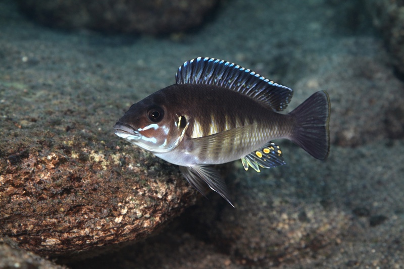 Petrochromis sp. 'orthognathus ikola' Kekese